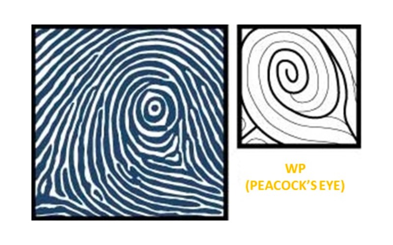 Chủng vân tay WP (Peacock Eye) hay còn gọi là chủng vân mắt công, đây là chúng vân tay hiếm, chỉ chiếm khoảng 2% dân số trên thế giới